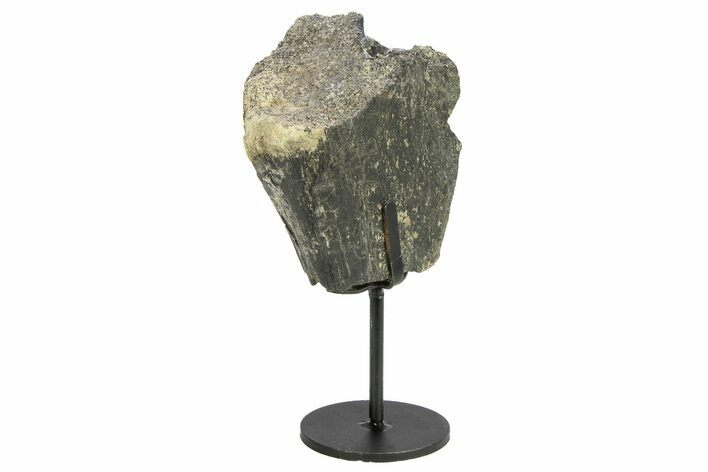 Fossil Sauropod Vertebra Section w/ Metal Stand - Colorado #294919